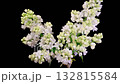 Lilac Blossoms. Beautiful Time Lapse of Opening White Flower of Lilac on a Black Background. Time Lapse. 4K. 132815584