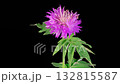 Beautiful Time Lapse of Blossoms Purple Flower of Persian Cornflower. Centaurea Dealbata. Black Background. 4K. 132815587