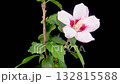 Hibiscus Blossoms. Opening Beautiful White Hibiscus Flowers on Black Background. Time Lapse. 4K. 132815588