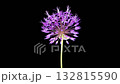 Allium Blossoms. Beautiful Timelapse of Big Violet Allium Christophii Flower Blooming on Black Background. 4K. 132815590