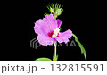 Hibiscus Blossoms. Opening Beautiful Pink Hibiscus Flowers on Black Background. Time Lapse. 4K. 132815591