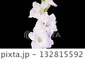 White Gladiolus Blossoms. Beautiful Time lapse of Opening White Gladiolus Flower on Black Background. 4K. 132815592