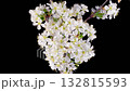 Cherry Blossom. White Flowers Blossoms on the Branches Cherry Tree. Dark Background. Time Lapse. 4K. 132815593