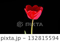 Tulips Blossoms. Beautiful Timelapse of Red Tulip Flower Blooming on Black Background. 4K. 132815594