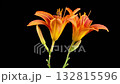 Orange Lily Blossoms. Time Lapse of Opening Beautiful Orange Lily Flowers. Black Background. 4K. 132815596