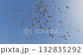 A shower of sunflower seeds soaring into the blue sky - a celebration image of a home run 132835292