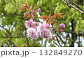 Double cherry blossoms and young leaves swaying in the spring breeze Double cherry blossoms and young leaves swaying in the spring breeze 132849270