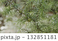 Small green juniper berries 132851181