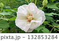 The delicate white flowers of the Hibiscus japonica sway gently in the gentle breeze. 132853284