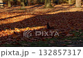 Squirrel in autumn park with colorful fallen leaves, wildlife video in warm sunlight 132857317