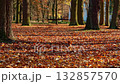 Squirrel in autumn park with colorful fallen leaves, wildlife video in warm sunlight 132857570