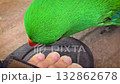 green parrot close-up showcases a vivid orange beak and sharp eye, set against a warm neutral backdrop. A striking nature portrait highlighting color, detail, and avian character. Bright Green Parrot green parrot close-up showcases a vivid orange beak and sharp eye, set against a warm neutral backdrop. A striking nature portrait highlighting color, detail, and avian character. Bright Green Parrot 132862678