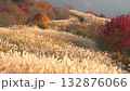 Sunrise over the Hiruzen Plateau in autumn in Maniwa City, Okayama Prefecture 132876066