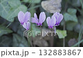 Wild  cyclamen flowers in a meadow 132883867