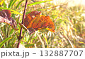 Autumn leaves in a cluster of Japanese pampas grass in Maniwa City, Okayama Prefecture 132887707