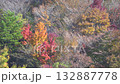 Autumn leaves in a forest in Maniwa City, Okayama Prefecture 132887778