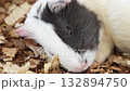cute guinea pig with soft fur and gentle expression a popular small pet perfect for pet lovers animal photography and small mammal enthusiasts 132894750