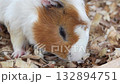 cute guinea pig with soft fur and gentle expression a popular small pet perfect for pet lovers animal photography and small mammal enthusiasts 132894751