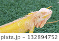 yellow albino iguana a striking color variation of the green iguana native to tropical rainforests in central and south america perfect for reptile and wildlife photography 132894752