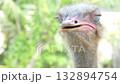 close up of an ostrich showing expressive eyes sparse feathers and pinkish beak highlighting its unique charm and raw vulnerability perfect for wildlife photography 132894754