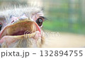 close up of an ostrich showing expressive eyes sparse feathers and pinkish beak highlighting its unique charm and raw vulnerability perfect for wildlife photography 132894755