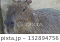 capybara the largest living rodent in the world resting in its natural habitat a social semi aquatic mammal native to south america perfect for wildlife and nature photography 132894756