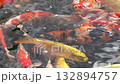 colorful koi fish swimming gracefully in clear water prized ornamental carp known as nishikigoi in japan symbolizing beauty serenity and good fortune in ponds and gardens 132894757