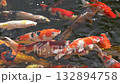 colorful koi fish swimming gracefully in clear water prized ornamental carp known as nishikigoi in japan symbolizing beauty serenity and good fortune in ponds and gardens 132894758