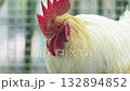 white leghorn rooster with bright red comb and wattles showcasing pure white plumage a popular poultry breed perfect for farm animal photography and bird lovers 132894852