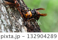 オオスズメバチの生態 オオスズメバチの生態 132904289