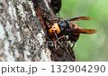 オオスズメバチの生態 オオスズメバチの生態 132904290
