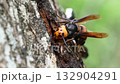 オオスズメバチの生態 オオスズメバチの生態 132904291