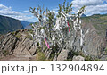 White ritual ribbons tied on a bush are used as offerings to the spirits  132904894