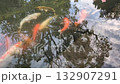 日本の池で優雅に泳ぐたくさんの鯉 水面に反射する空と木々の風景 132907291