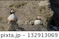 Two puffins perched on a rock in their natural habitat 132913069