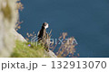 Puffin perched on coastal cliffside with ocean in the background 132913070