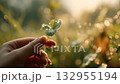 Hand holding a four-leaf clover in a sunlit garden filled with morning dew drops 132955194