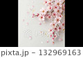 白い背景に満開に咲いた桜の枝 132969163
