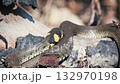 Common Grass Snakes, Natrix natrix, Basking on a Spring Day 132970198