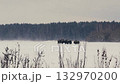 European Bison Herd Battling Snowstorm in Belarusian Winter Landscape 132970200