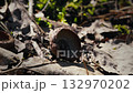 Close-Up of Red Oak Acorn on Ground with Leaves and Branches in Spring 132970202
