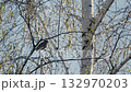 Eurasian Chaffinch Singing on Birch Tree in Forest on a Sunny Spring Day 132970203