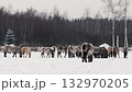 Wild Konik Horse Grazing and Playing in Snowy Belarus Field Close-Up 132970205