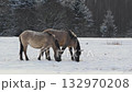 Wild Konik Horse Grazing and Playing in Snowy Belarus Field Close-Up 132970208