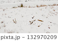 Wild Horse Remains in Snowy Belarus Field on Cloudy Winter Day 132970209