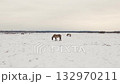 Wild Horses Grazing in Snowy Field 132970211
