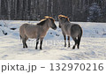 Wild Horse Grazing and Playing in Snowy Belarus Field Close-Up 132970216