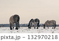 Wild Horse Grazing and Playing in Snowy Belarus Field Close-Up 132970218