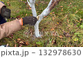 Autumn whitewashing of young tree trunks 132978630