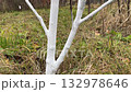 Autumn whitewashing of young tree trunks 132978646